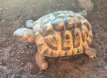 Hermanns : Male  approx 4 years old (Charlie)